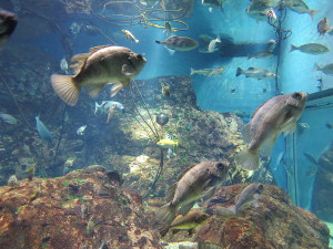 In het aquarium van Osaka